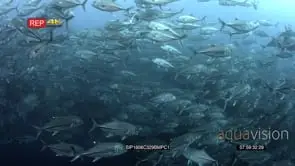 Hundreds of bigeye trevally fish swirl in front of the camera MCU