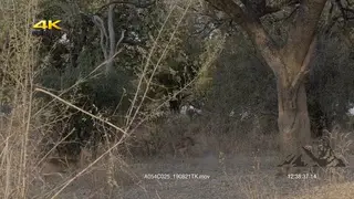 Leopard attack Impala from tree while busy grazing on grass.
