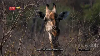 Giraffe's face looking into camera chewing CU