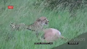 Cheetah Looking out for Predators Alert while feeding on Impala Carcass ;