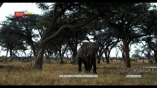 Male elephant eating thorn tree seed pods off the ground
