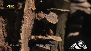Bracket, also called Shelf Fungi growing in African Tropical forest in Uganda
