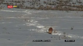 Red Fox walking and hunting on prairie WS