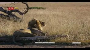 Male lion with a black mane lying on the short grass who sits up and takes a lookout