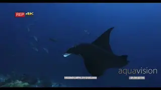 A tracking side shot of a Melanistic reel manta ray with fishing gut wire on it