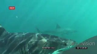 A pair of Great white sharks gently swimming underwater in ocean passing camera UW HAND