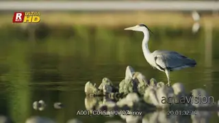 Grey heron slowly walking, looking towards the camera and flying off.