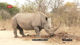 Male white rhino going to his toilet area Sniffing at middens Defecating and kicking his.