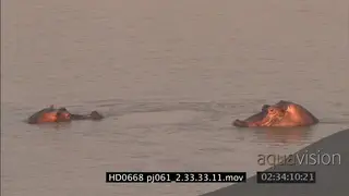 Hippo bulls fight aggressive over territory
