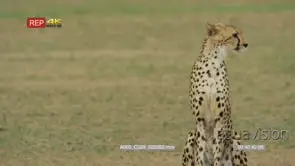 Cheetah sitting looking around