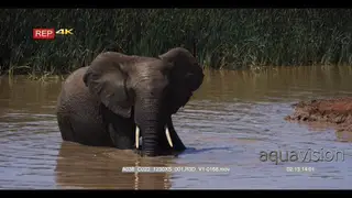 Elephant standing inside water blowing muddy water with its trunk.