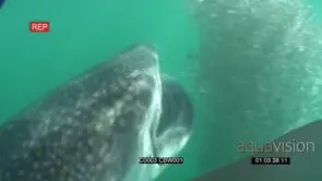 Whale Shark feeding on small sardines