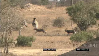 African Wild dogs stalking hunting chased around by Zebra herd defending themselves.