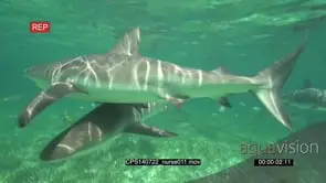 A School of Nurse Sharks swimming around underwater and passing by camera LS HAND