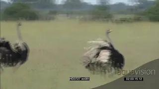 Ostriches mating dance on Okavango grass plain then running flapping wings MLS PAN