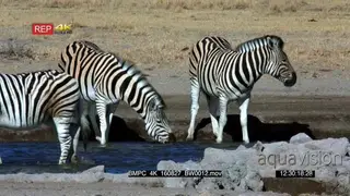 Three zebras drinking in the water point [1] Walking in the water across the camera
