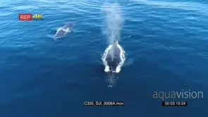 DRONE AERIAL Humpback Whales