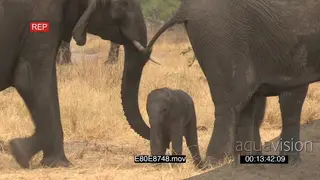 African elephant baby struggling to stand attempting to suckle from mother