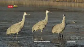 Sandhill cranes in early morning getting ready to fly, 1 flies, then a few more