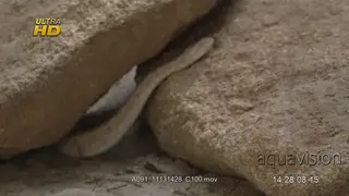 Painted saw scaled viper hunting, searching.