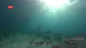 Tiger Sharks swimming between Scuba Divers UW