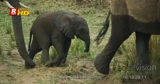 African Elephant calf standing and suckling/nursing from her mother.