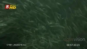Sardine run Close Up, defensive and protective while swimming around, UW;DAY