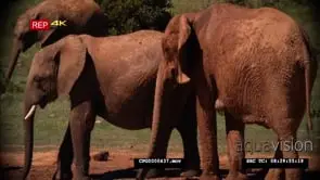 African Elephant Bull and Cow Walking around MS