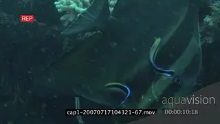 Longfin Batfish swimming on coral reef and Bluestreak Cleaner Wrasses cleaning it.