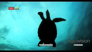 A hawksbill turtle floats up to the surface of the ocean and becomes a silhouette