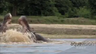 Dominance display of two Hippos, flung at each other through water with teeth barred.