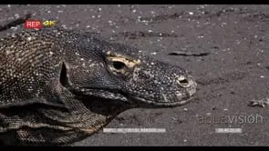 XCU Head of Komodo Dragon, Varanus komodoensis, eye lid closes/eye wink