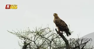 Tawny Eagle hunting from a high angle, looking around around and towards the camera. WS.