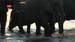 Elephant herd walking out of a river and drinking MS PAN