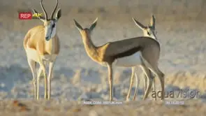 Springboks searching for food in the desert