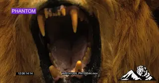 Male Lion snarl aggressively CU SLOW MOTION