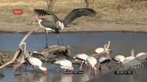 Yellow billed storks feeding and showing distinctive fishing behaviour, fishing party