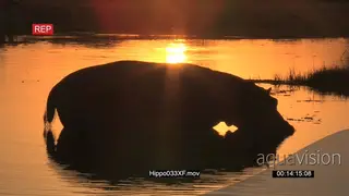 Hippo silhouette in the orange water of the Okavango at sunset