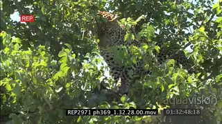 Buffalo protecting dead calf from Leopard