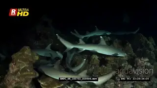 Whitetip reef sharks hunting at night