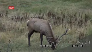 Elk Deer standing and grazing GENERAL BEHAVIOUR