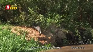 Giant river otter climbing on riverbank and starts scent marking around a bush