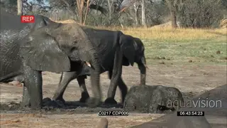 African Elephant Calf Stuck in mud Mother Pushing and helping it out with the Elephant.