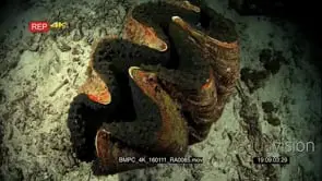 A huge giant clam, Tridacna gigas closed up showing its fluted edge