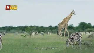 Giraffe walking among a herd of Plain Zebras standing, feeding on grass.