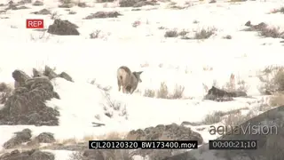 Elk Antelope standing and Gray Wolf laying down on prairie during snow fall both looking.