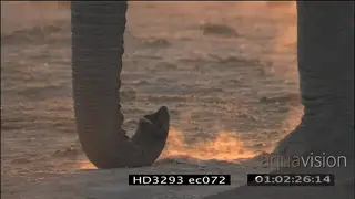 Elephant trunk in Golden Light, Dust MCU CU