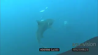 Bull shark and Tiger shark swimming towards the camera and feeding UW