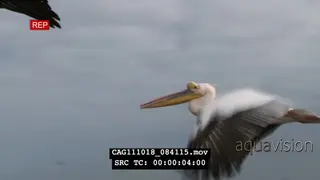 Pelicans flying next to camera AmCam