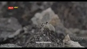 Pika laying on rocks looking around then running away. LS.